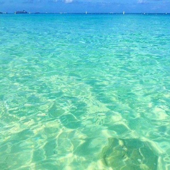 Meet your Posher, Petey - Picture 1 of 1